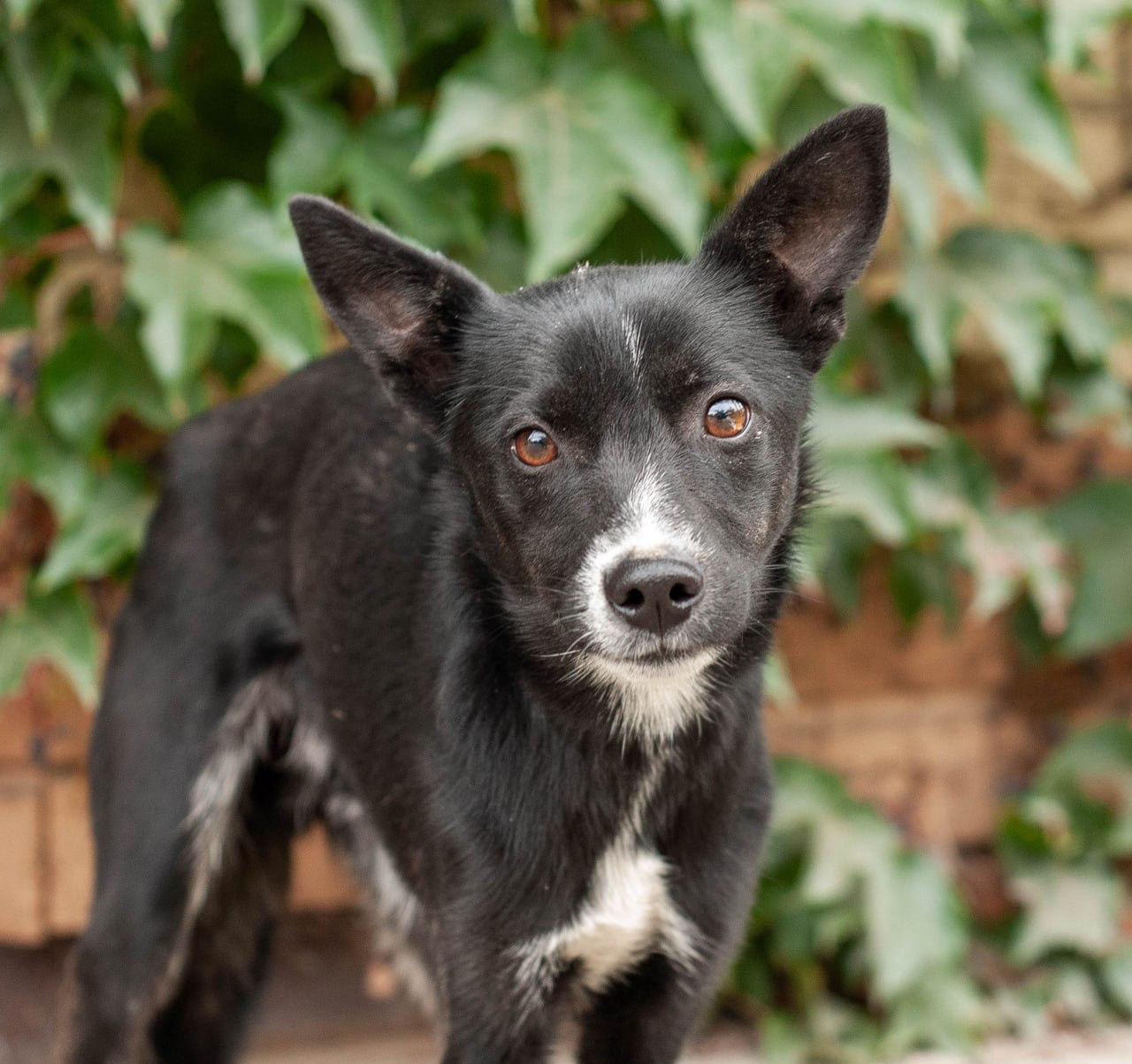 Chiens à adopter